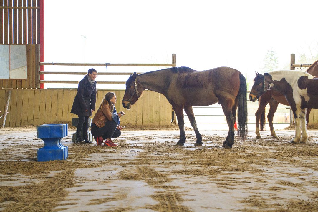 Equité équi-coaching groupe avec cheval pour Biocoop